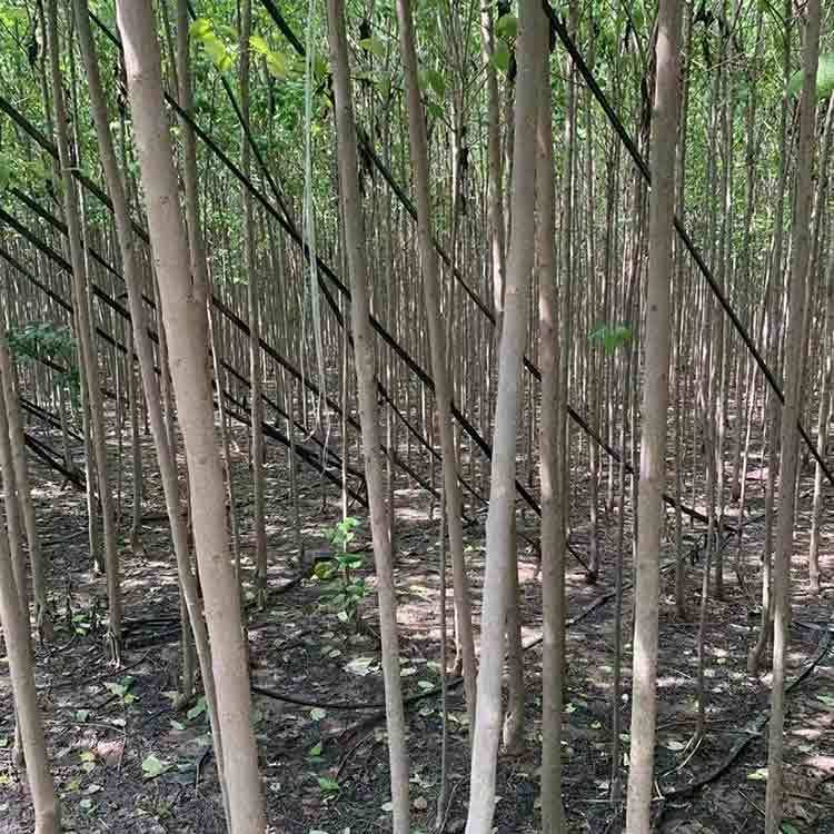 供應(yīng)1-15公分杜仲苗根系發(fā)達(dá)綠普森農(nóng)業(yè)苗木培育基地