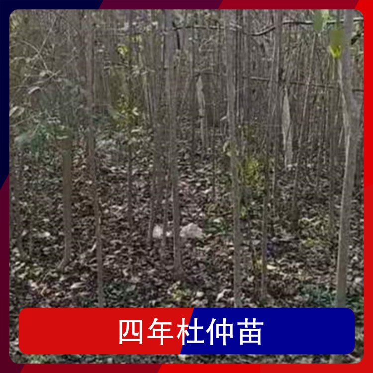 四年杜仲苗品種杜仲苗株高1.5m胸徑1cm落葉與否落葉性
