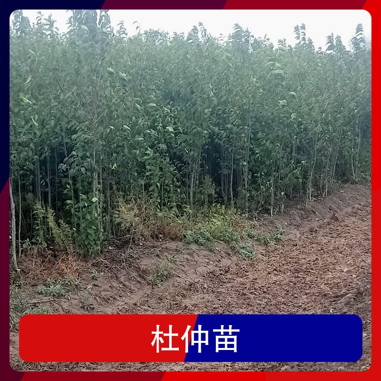 杜仲苗種植基地品種杜仲樹苗株高69胸徑1.5cm