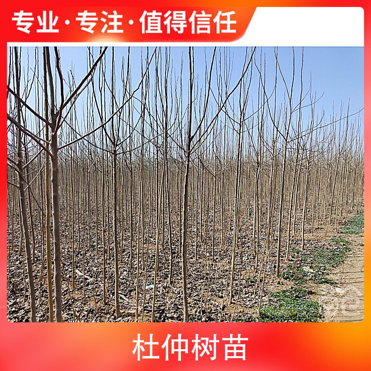 杜仲樹苗種植技術(shù)品種杜仲苗高3m~4m包裝方式可帶球、可裸根
