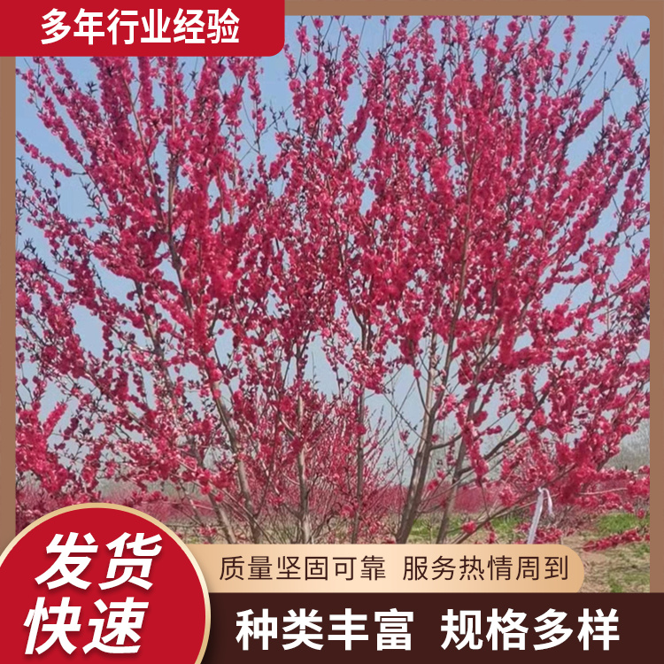 5-6-7-8-9-10-11-12-13-14-15-16-17-18公分觀賞碧桃紅葉碧桃樹(shù)