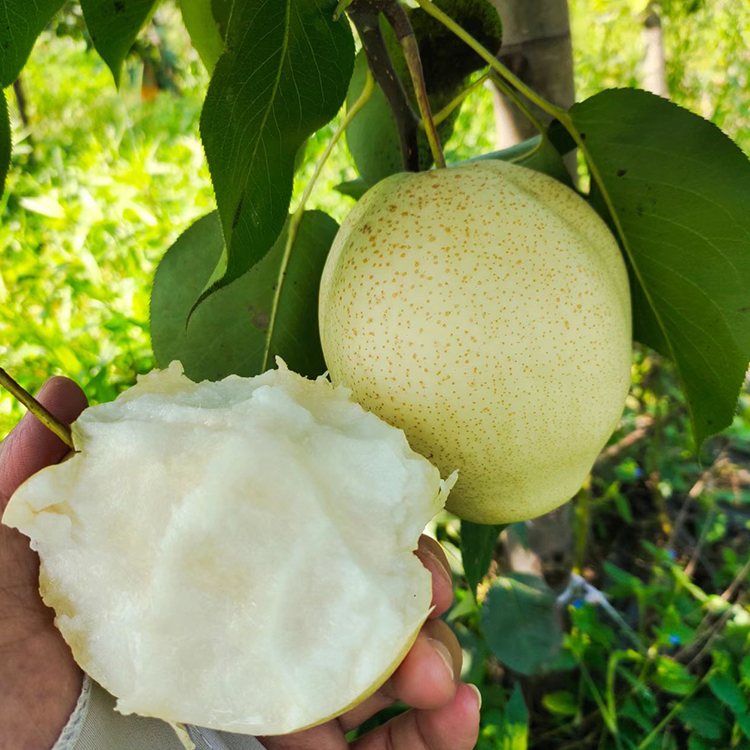 山農(nóng)酥梨苗苗圃現(xiàn)挖現(xiàn)發(fā)肉嫩香氣大耐儲(chǔ)性好梨樹(shù)苗供應(yīng)