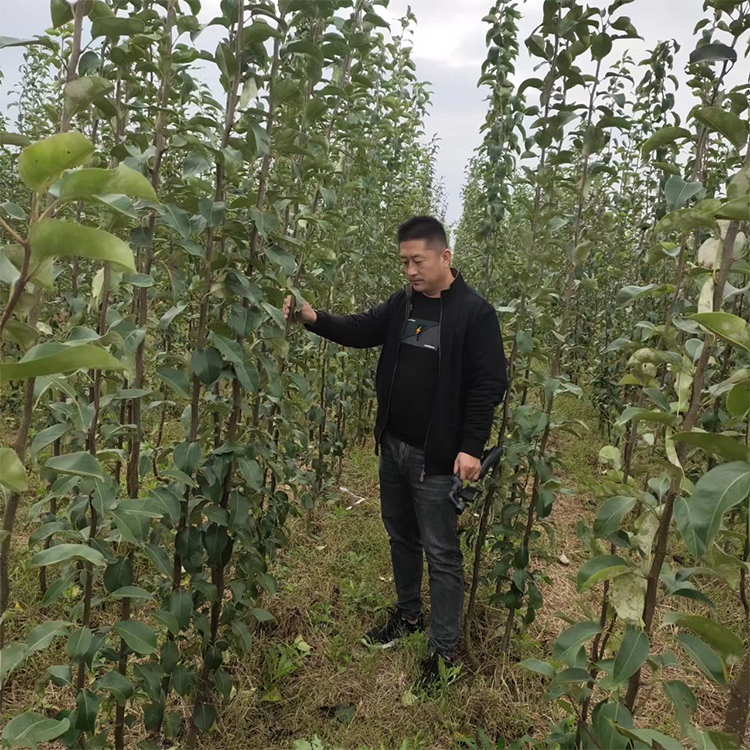 神牛農(nóng)業(yè)科技口感酥脆蘋果梨苗銷售實(shí)地廠家成活率95