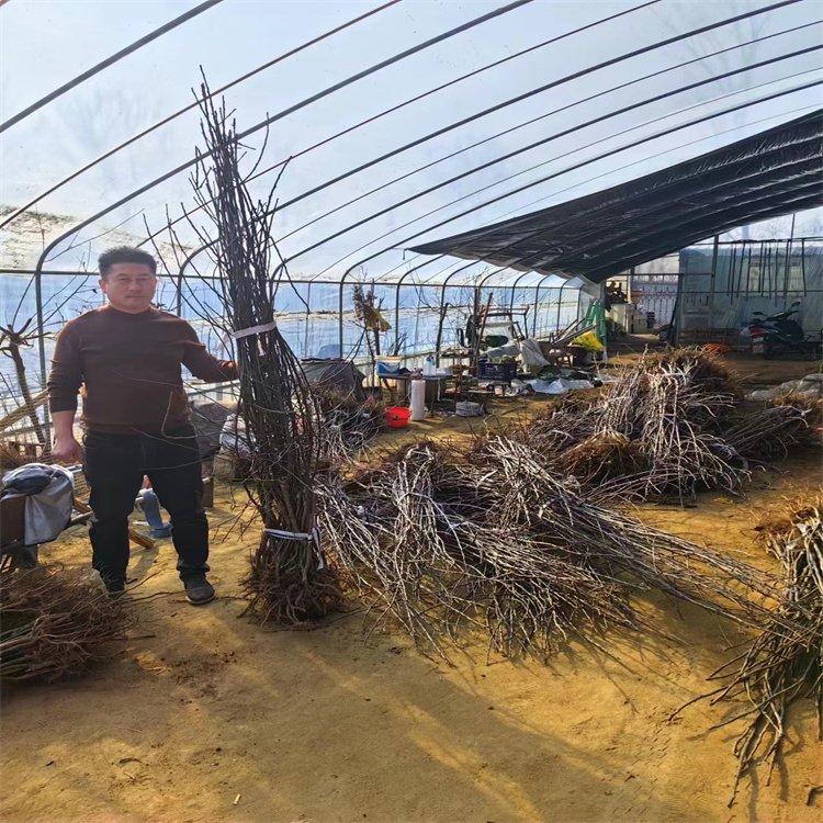 新西蘭愛妃蘋果味道馥郁芬芳成活率984年苗栽培基地