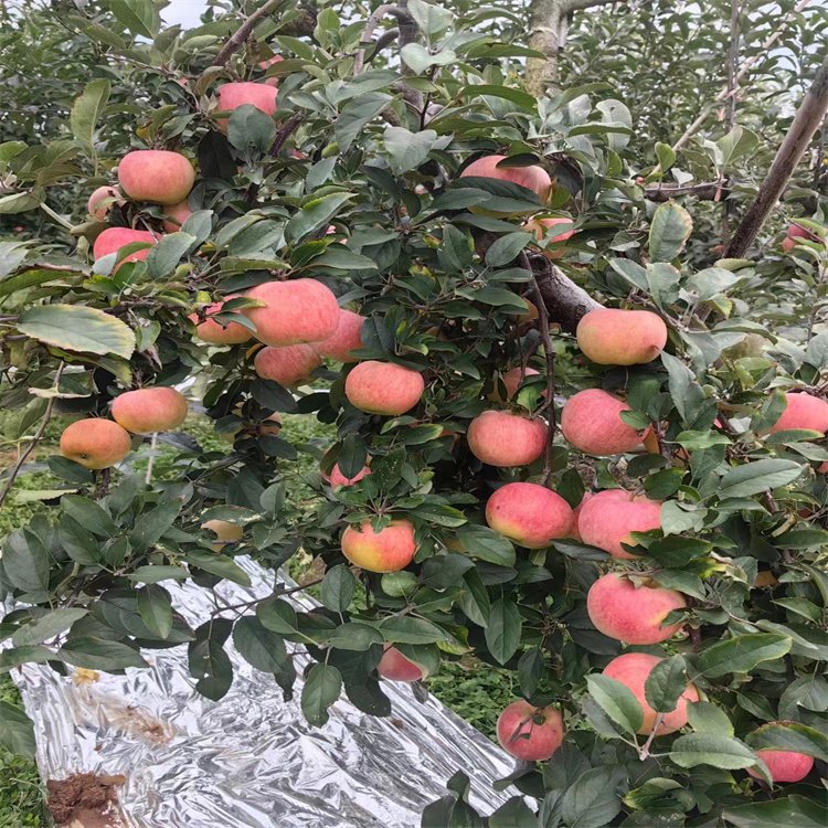 神牛愛(ài)妃蘋果苗廠家實(shí)地廠家果實(shí)含糖量高1年苗成活率98