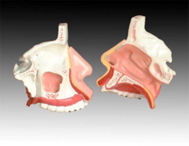 益聯(lián)醫(yī)學(xué)鼻腔解剖模型醫(yī)學(xué)教學(xué)模型人體解剖模型
