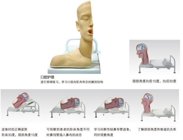 益聯(lián)醫(yī)學高級吞咽機制模型醫(yī)學模型醫(yī)學教學模擬人