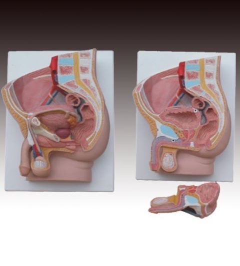 男性矢狀解剖2件人體解剖模型醫(yī)學教學模型
