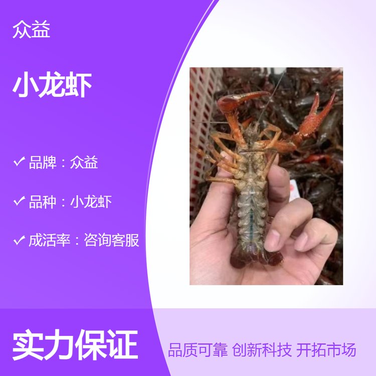 盱眙產(chǎn)地眾益鮮活小龍蝦人工養(yǎng)殖清水環(huán)境泡沫箱包裝