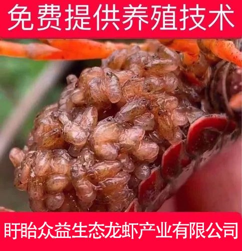 優(yōu)質(zhì)青蝦苗全國發(fā)貨春季蝦苗優(yōu)質(zhì)品種包成活率