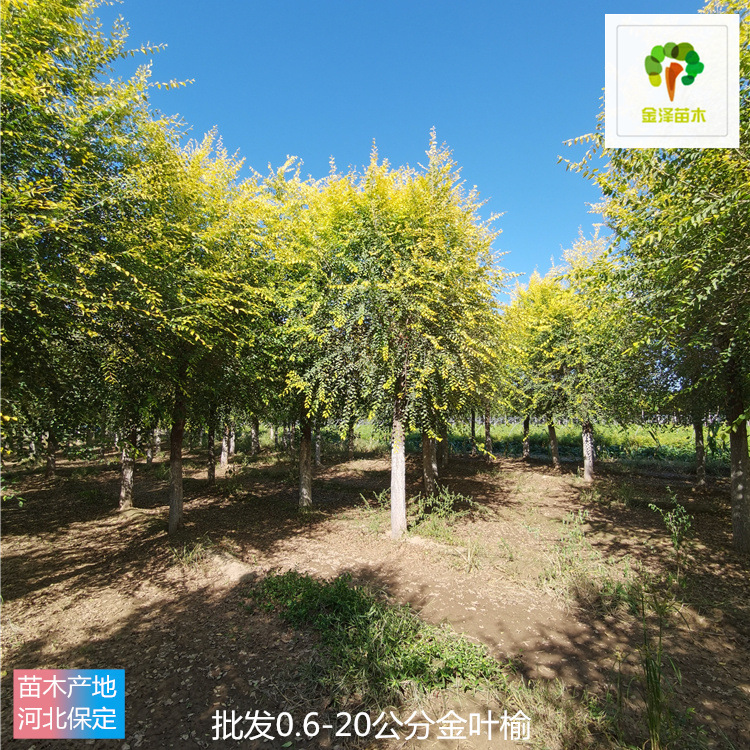 金葉榆球-苗木產(chǎn)地-金澤苗木-好栽培-品種優(yōu)良