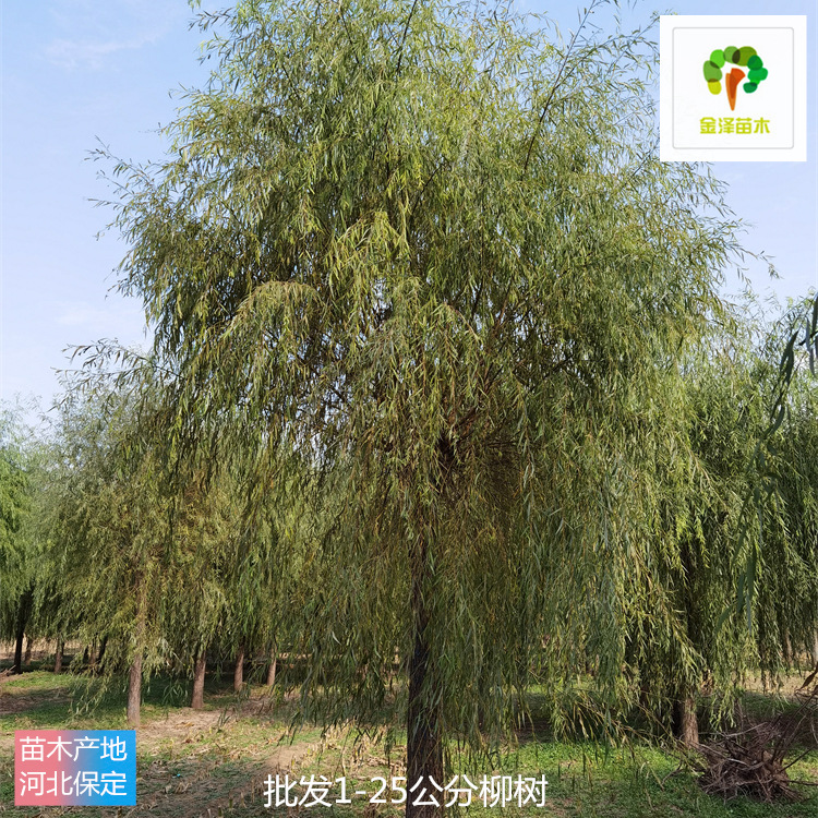 金澤苗圃場-長期銷售-20公分柳樹-客戶現(xiàn)場選樹