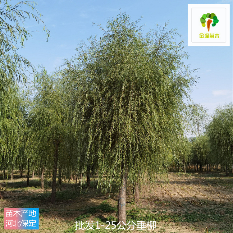 金澤苗圃場-22公分垂柳-供貨速度快-技術(shù)指導(dǎo)