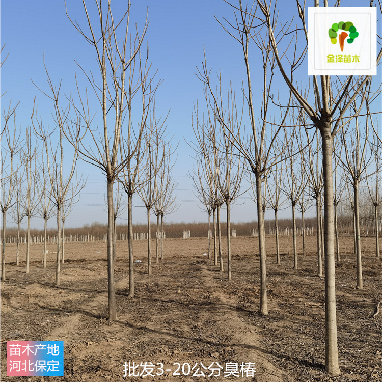 苗圃供應-臭椿-枝繁葉茂-現(xiàn)挖現(xiàn)賣-發(fā)貨快-種類多樣