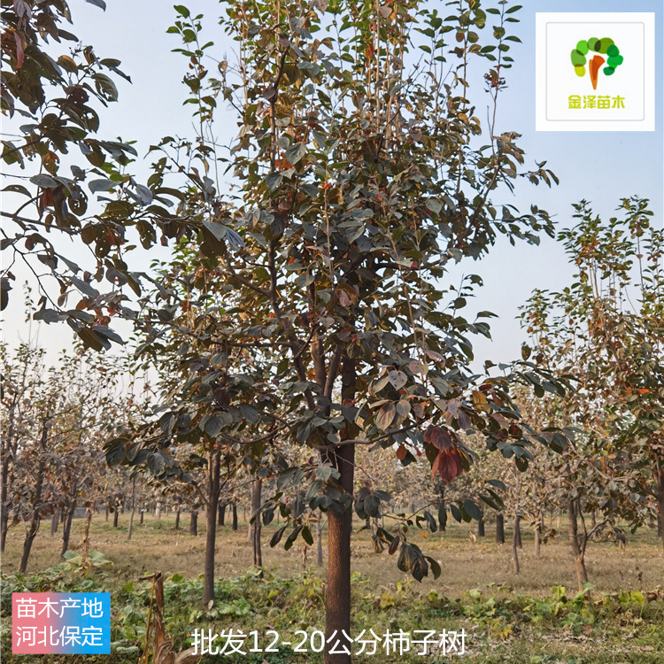 柿子樹-6公分8公分10公分-樹苗基地-裝車帶土球