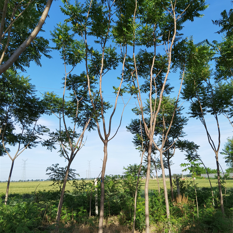 金澤苗圃場(chǎng)-景觀工程-12公分火炬樹-土球完好-桿直帽圓