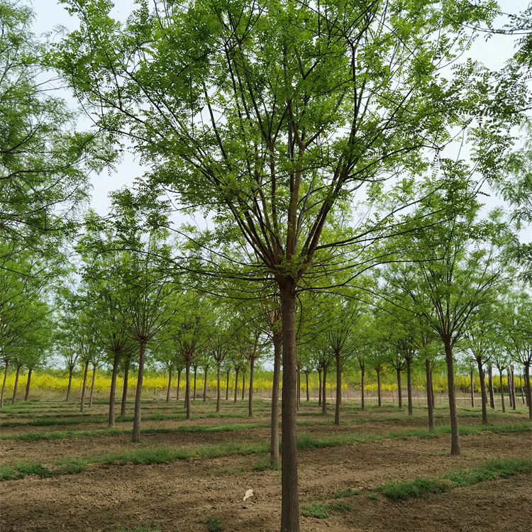 金澤苗圃場-庭蔭綠化-16公分國槐-樹干通直-土球發(fā)貨