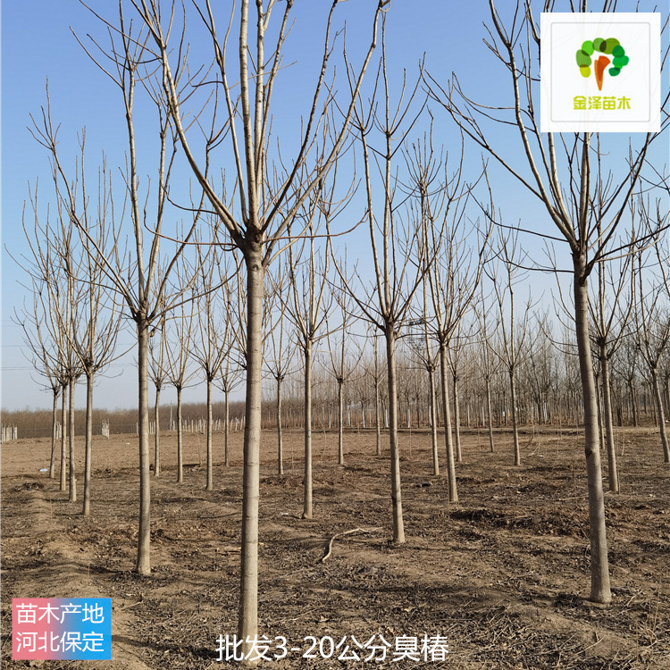 椿樹-廠家批發(fā)-金澤苗圃場(chǎng)-鮮活易養(yǎng)-主打產(chǎn)品