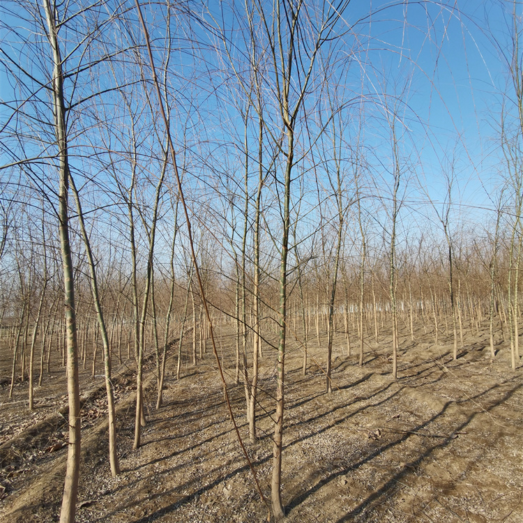 金澤苗圃場-苗木花卉-13公分柳樹-一站式采購-適應(yīng)性強