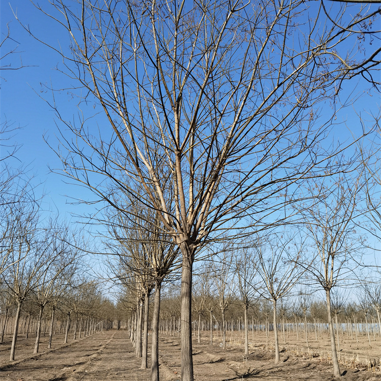 金澤苗圃場-苗木行情-8公分國槐-分枝點均勻-美化凈化