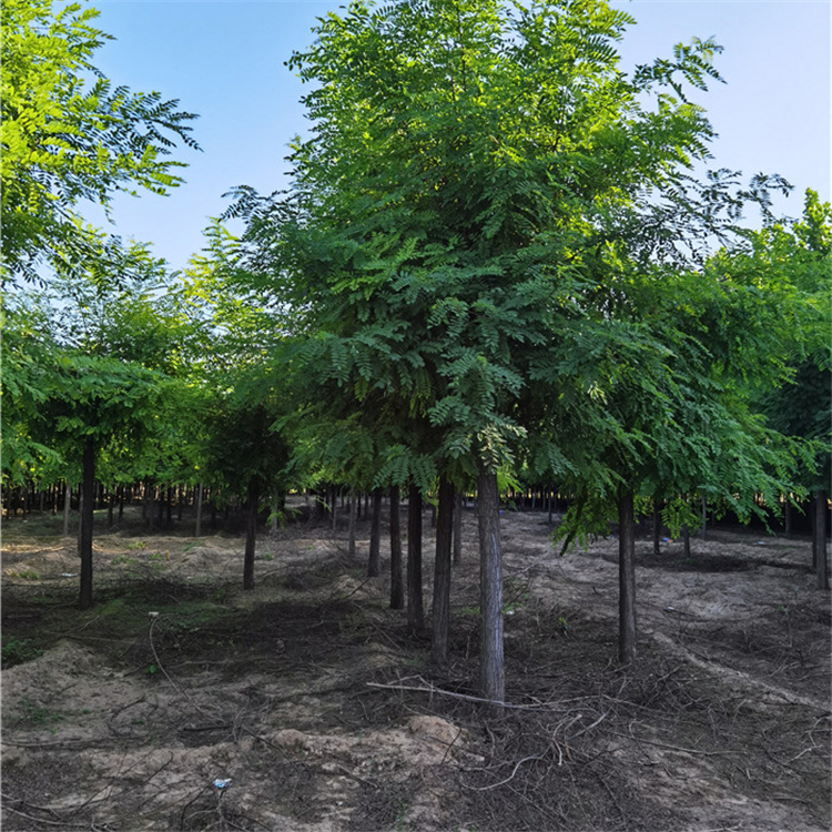 刺槐洋槐樹白花8公分10公分苗圃供應規(guī)格全數(shù)量大