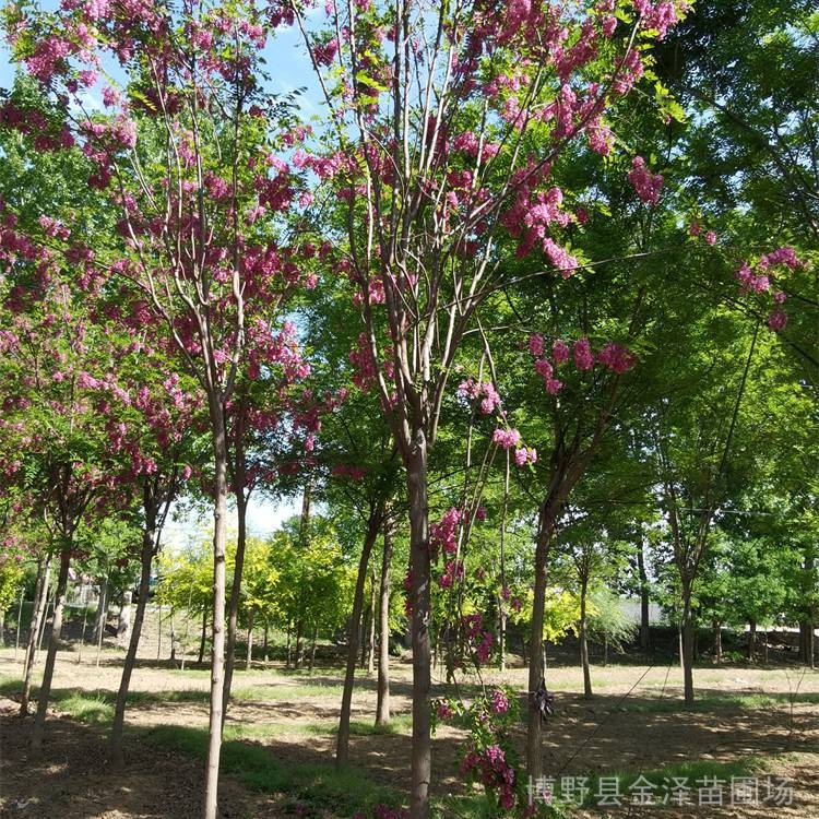 香花槐樹苗-香花槐樹苗基地-12cm香花槐-質(zhì)量優(yōu)良-誠信雙贏