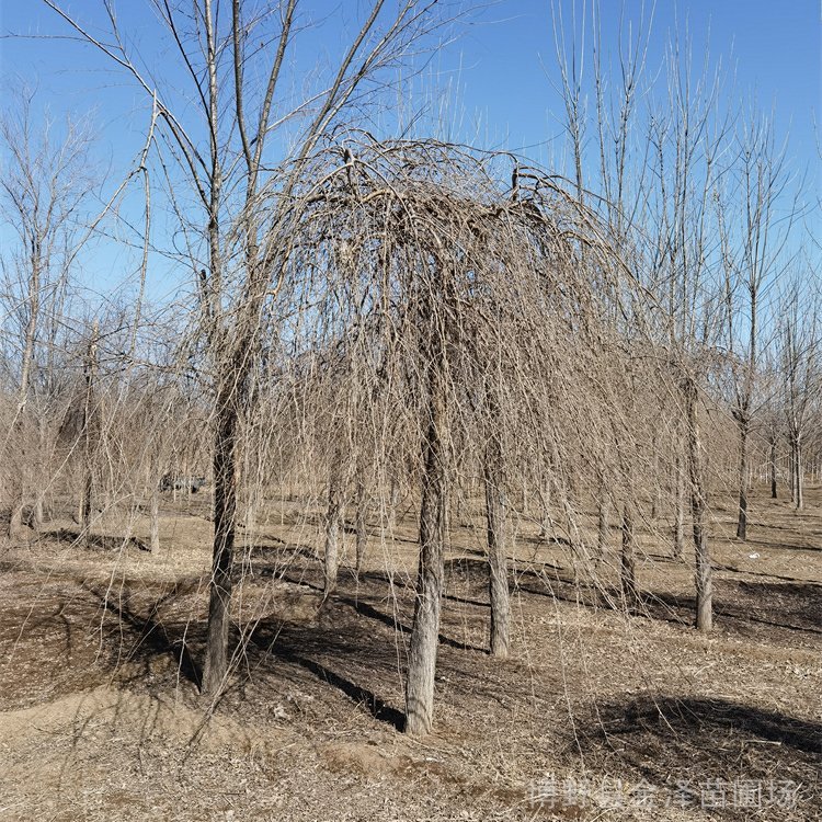 綠化苗木金葉垂榆-8公分金葉垂榆種植-合作共贏-樹苗基地