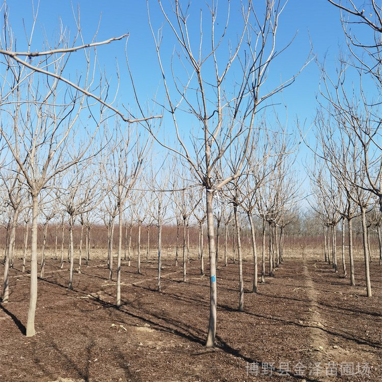 保定欒樹產地-北欒樹-10公分欒樹-誠信為本-誠信互利