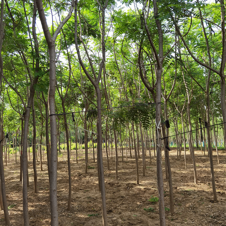 基地供應-金澤苗圃場-現(xiàn)場打號-3公分火炬樹