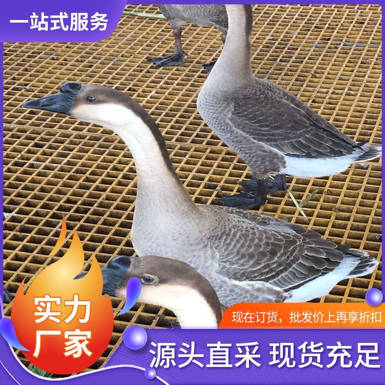 電廠養(yǎng)殖場(chǎng)格柵廠家直供表面處理熱鍍鋅防腐防銹經(jīng)久耐用