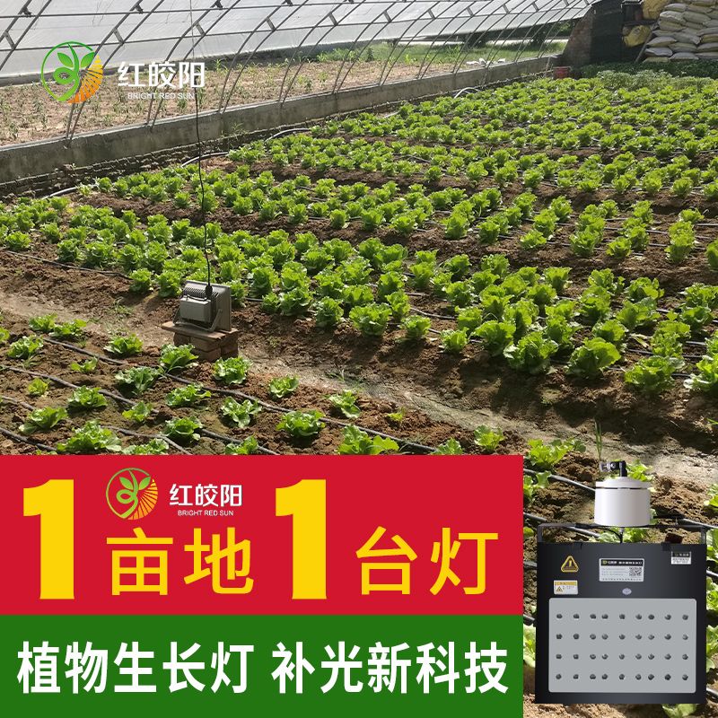 【葉菜專用】大棚專用生長燈紅皎陽激光補光燈植物葉菜飽光燈智能