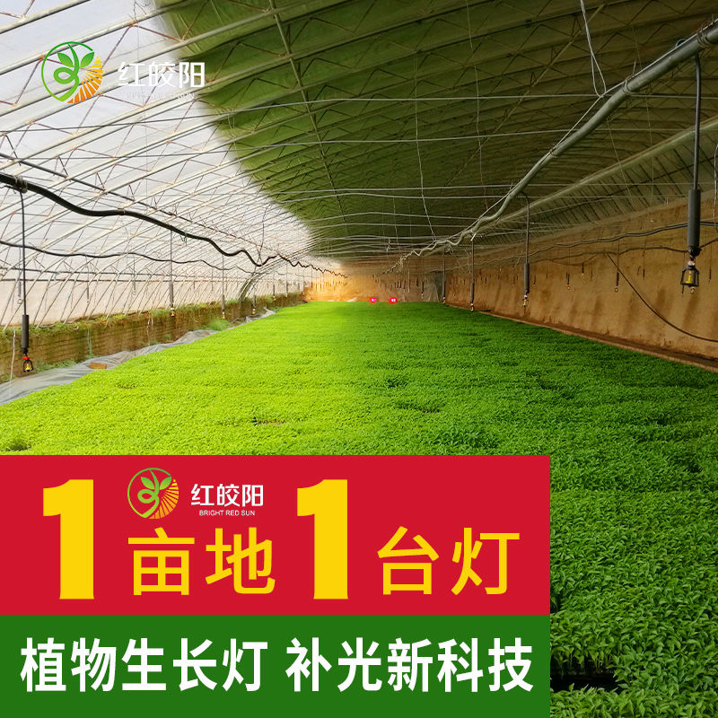 【草本專用】大棚育苗專用補光燈草本植物生長燈紅皎陽激光飽光燈