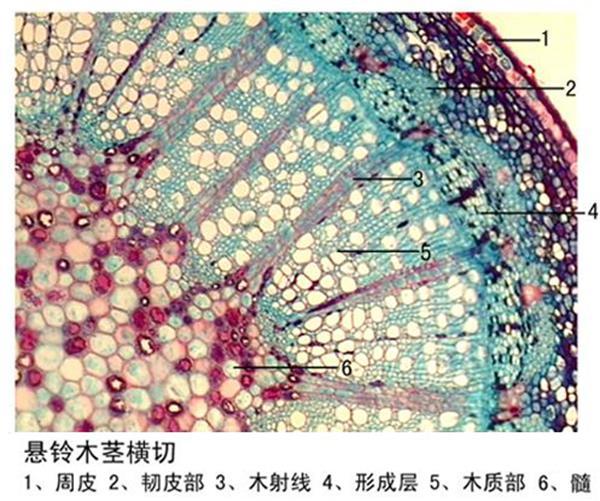 懸鈴木莖橫切植物類裝片莖及莖的變態(tài)生物切片標(biāo)本顯微鏡玻片