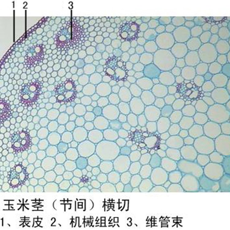 玉米莖（節(jié)間）橫切植物類裝片莖顯微鏡專用生物玻片標(biāo)本