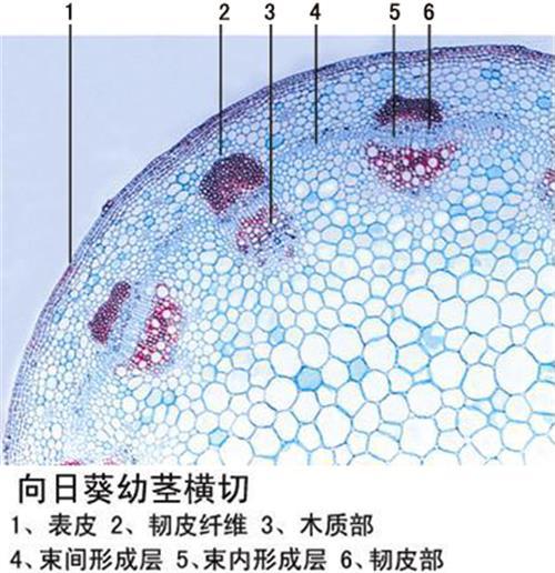 向日葵幼莖橫切植物莖動(dòng)植物切片顯微鏡教學(xué)玻片標(biāo)本