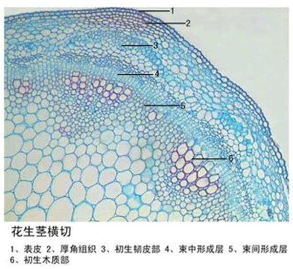 花生莖橫切植物類裝片莖及莖的變態(tài)動(dòng)植物切片標(biāo)本顯微鏡玻片