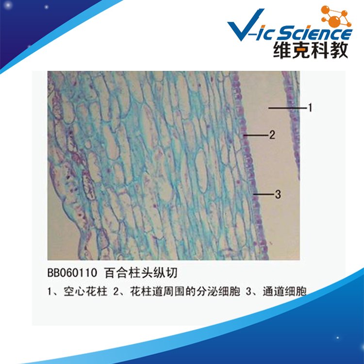 廠家直供百合柱頭縱切生物切片教學標本顯微鏡實驗耗材