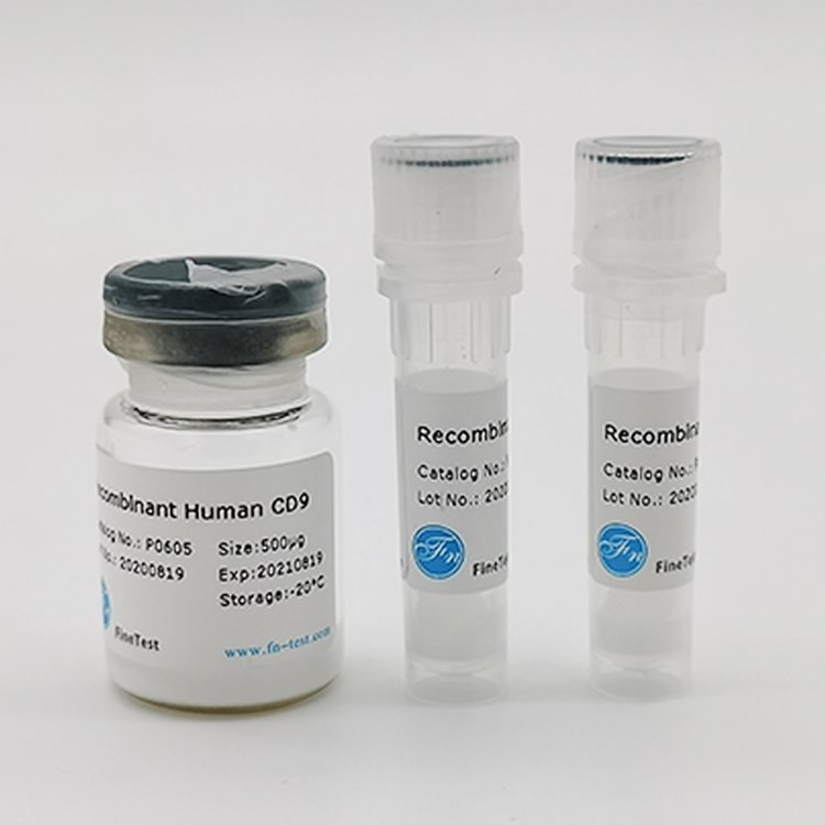 人源HSP27重組蛋白(RecombinantHumanHSP27)