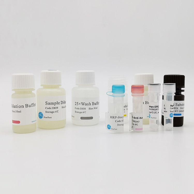 人跨膜絲氨酸蛋白酶6(TMPRSS6)酶聯(lián)免疫(elisa)試劑盒