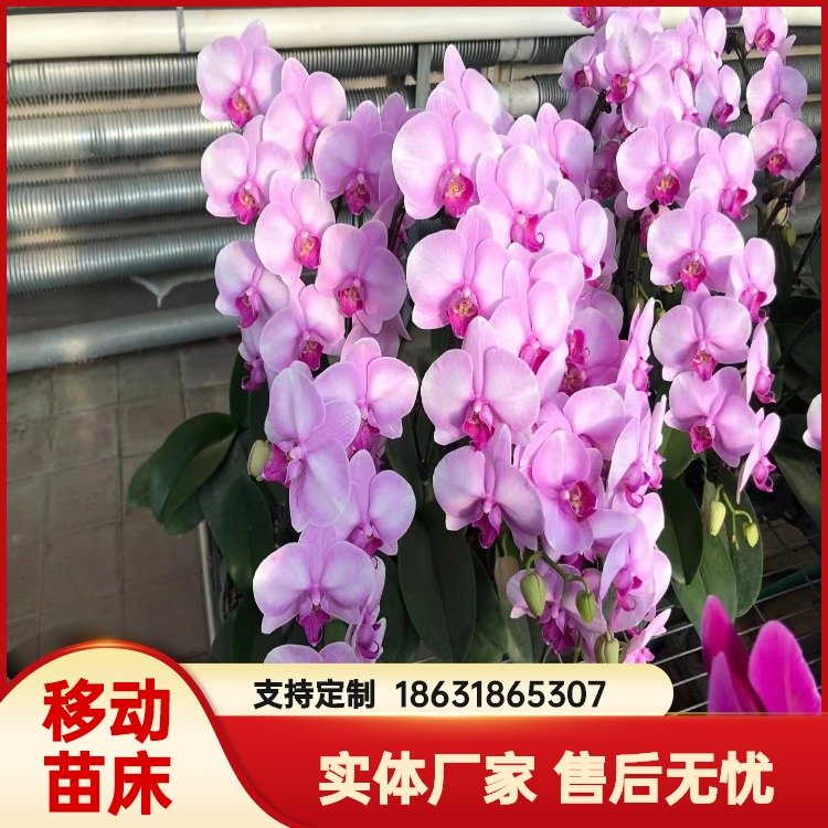 生產(chǎn)型花卉種植床熱鍍鋅移動(dòng)苗床高標(biāo)準(zhǔn)蝴蝶蘭活動(dòng)苗床