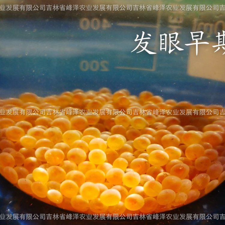 黑龍江鮮活七彩鮭魚苗貨源水庫大量養(yǎng)殖花糕紅點鮭魚卵七彩鮭魚卵一手貨源產地直發(fā)