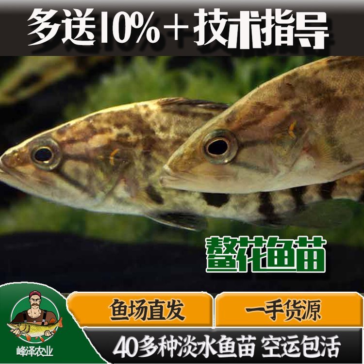 鰲花魚(yú)人工養(yǎng)殖鰲花魚(yú)養(yǎng)殖技術(shù)鰲花魚(yú)苗多錢一斤