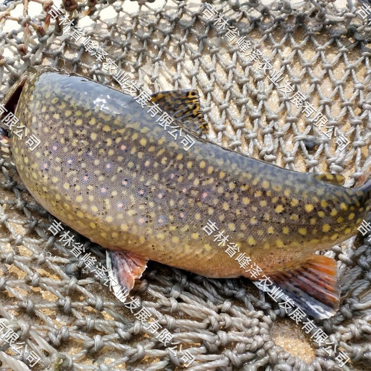 美洲七彩鮭魚商品魚批發(fā)美國紅鮭魚魚苗價(jià)格美洲紅點(diǎn)鮭魚市場(chǎng)價(jià)格