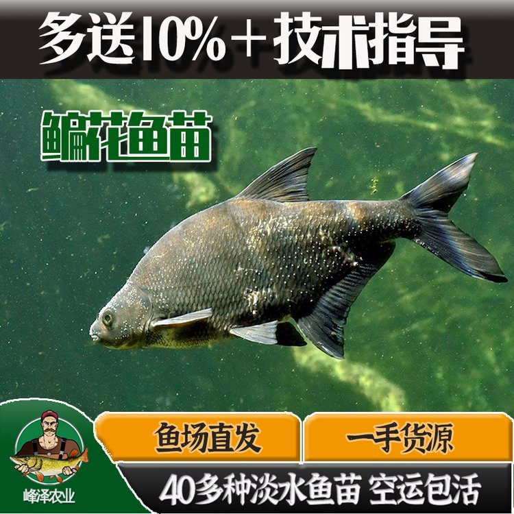 霍林郭勒市花白鰱魚苗批發(fā)泥鰍魚苗批發(fā)柳根魚苗批發(fā)