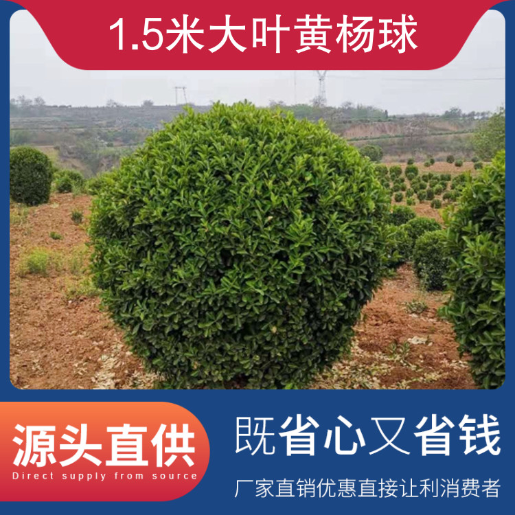 1.5米大葉黃楊球品種大葉黃楊落葉與否常綠性園林用途護(hù)坡綠化