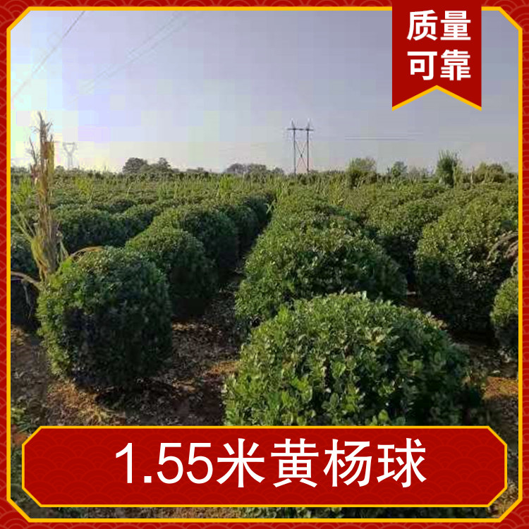 go供應(yīng)1.55米黃楊球品種冬青球落葉與否常綠性土球直徑常規(guī)