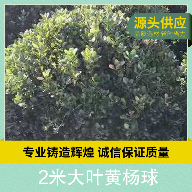 1.2米大葉黃楊球品種冬青球桿高1m土壤要求濕潤