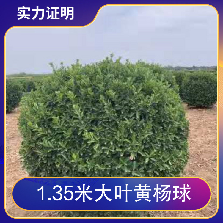 1.35米大葉黃楊球品種大葉黃楊球園林用途灌叢