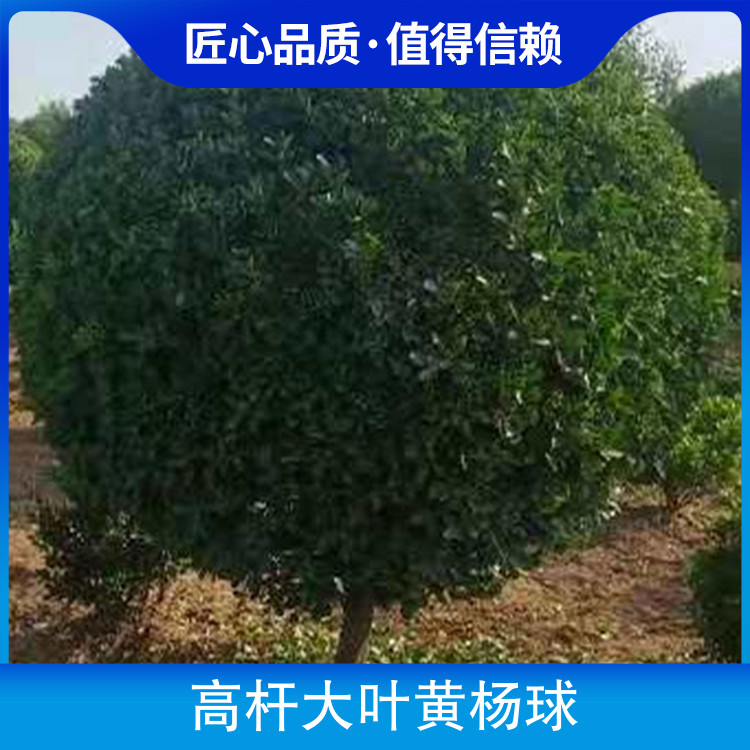 高桿大葉黃楊球基地園林用途街道綠化、景觀栽培