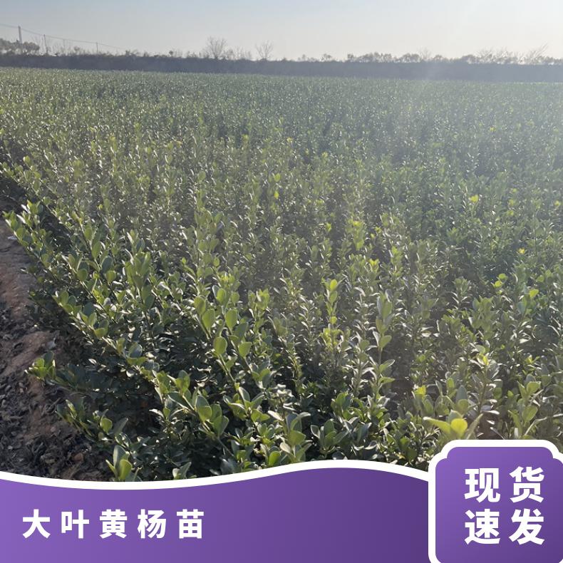 供應(yīng)冬青苗、綠籬規(guī)格60cm大葉黃楊苗葉片飽滿